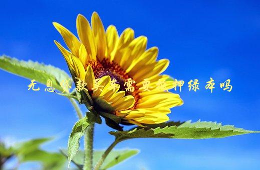 沒綠本車可以抵押嗎(抵押車沒綠本可以報廢處理嗎)? (http://m.ox-shoes.com/) 知識問答 第1張