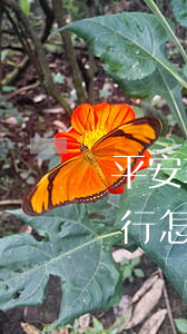 平安車主貸款怎么貸需要什么條件(平安車主貸要去銀行弄嗎)? (http://m.ox-shoes.com/) 知識(shí)問(wèn)答 第2張
